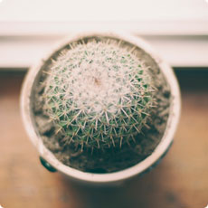 网页免费发手机号