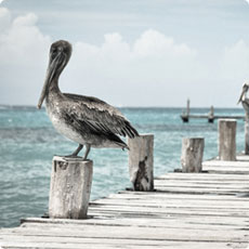 【秒开】极速的免费短信轰炸